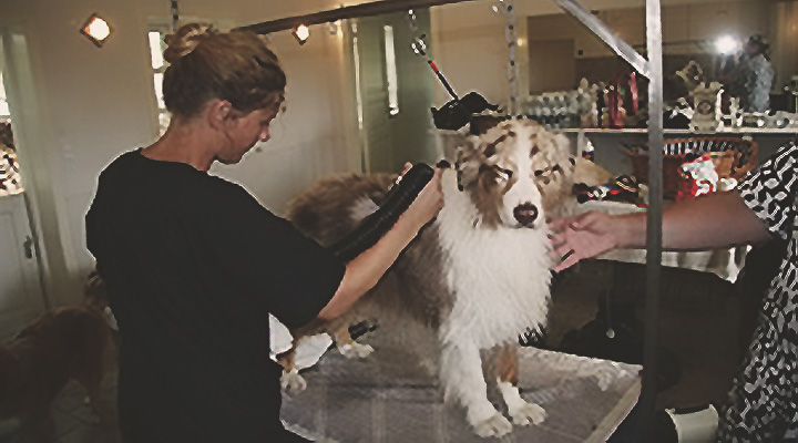 martin dibbern australsk hyrdehund halle 2