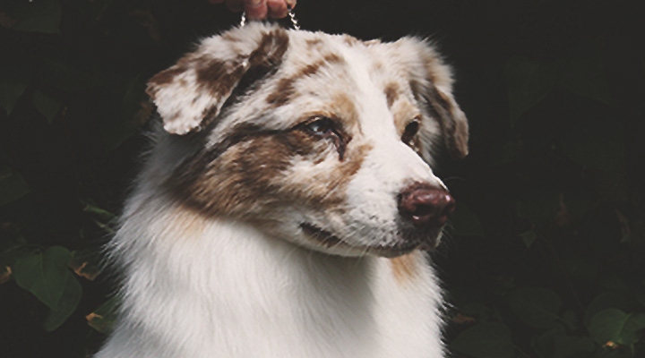 martin-dibbern-australsk-hyrdehund-halle